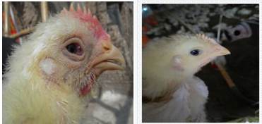 �ڲ�����Ϸ������(�й�)רҵ����,����Ϊ��