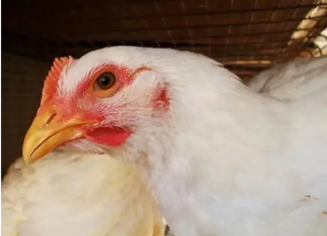 �ڲ�����Ϸ������(�й�)רҵ����,����Ϊ��